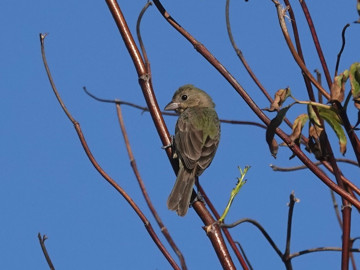 Painted Bunting - ML642363384