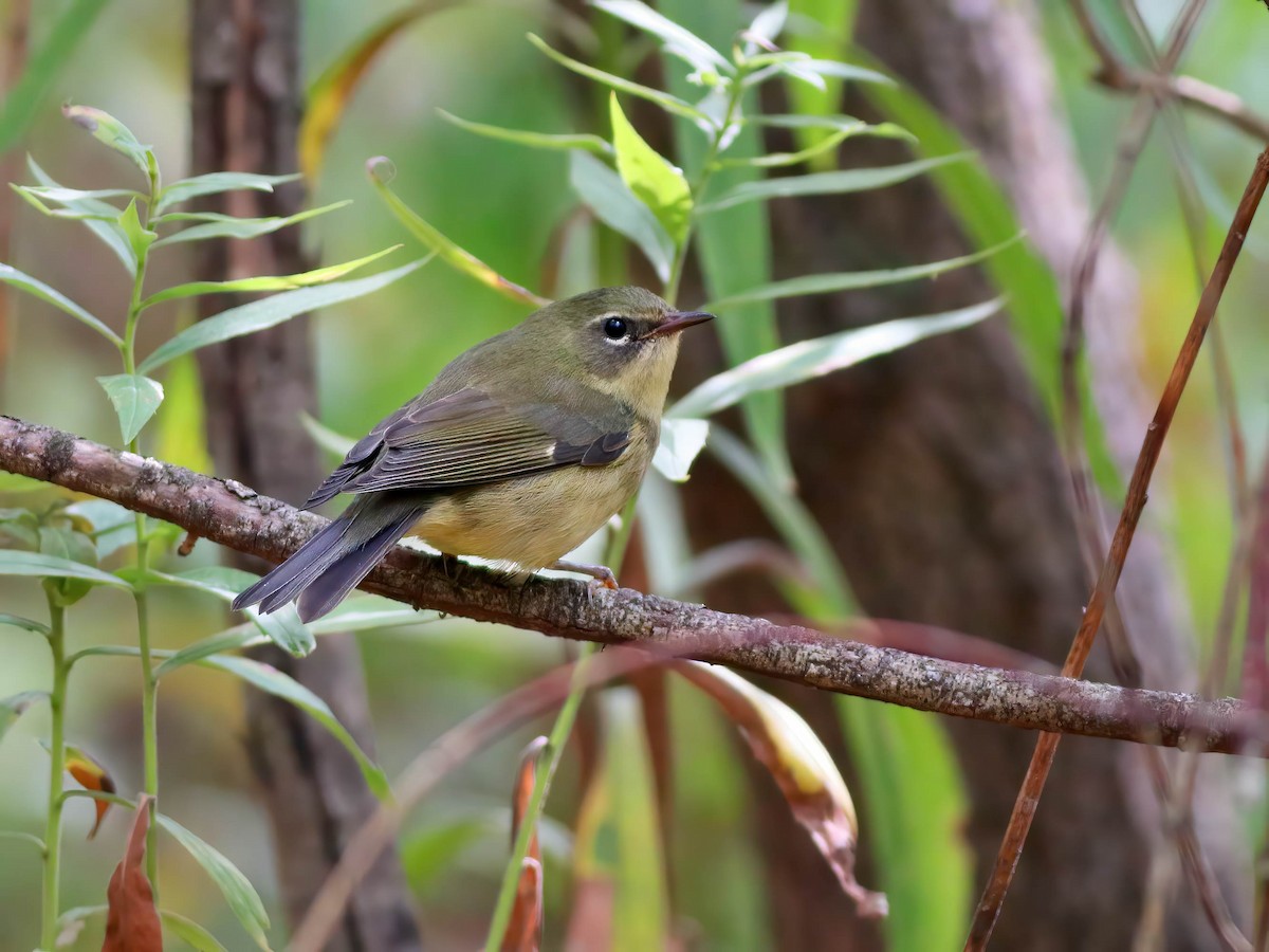 Black-throated Blue Warbler - ML642363387