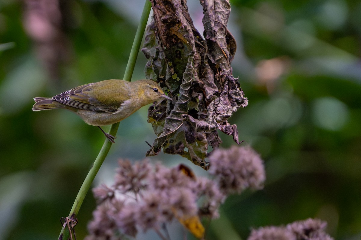 Tennessee Warbler - ML642363389