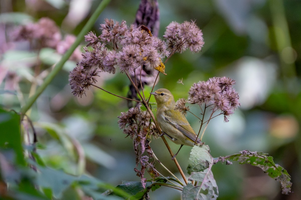Tennessee Warbler - ML642363390