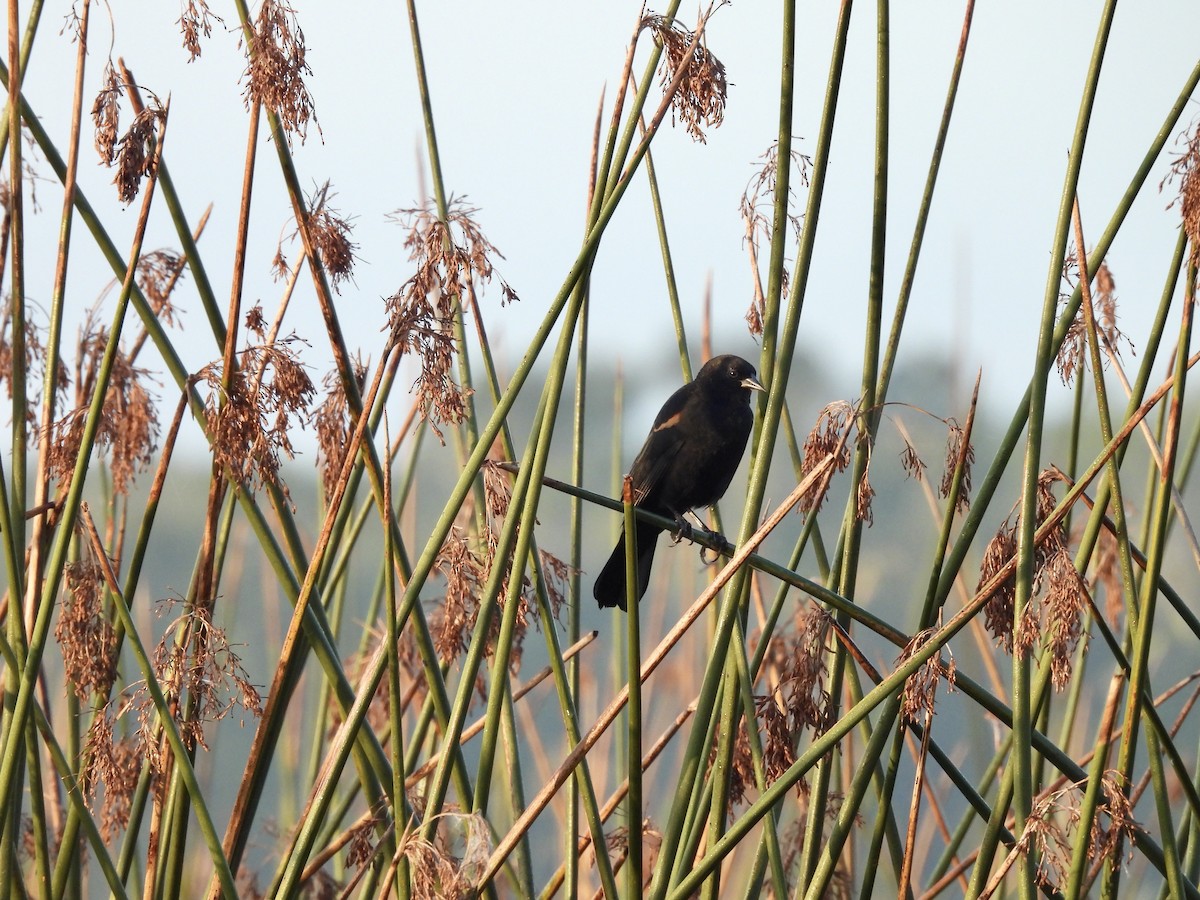 Red-winged Blackbird - ML642363391