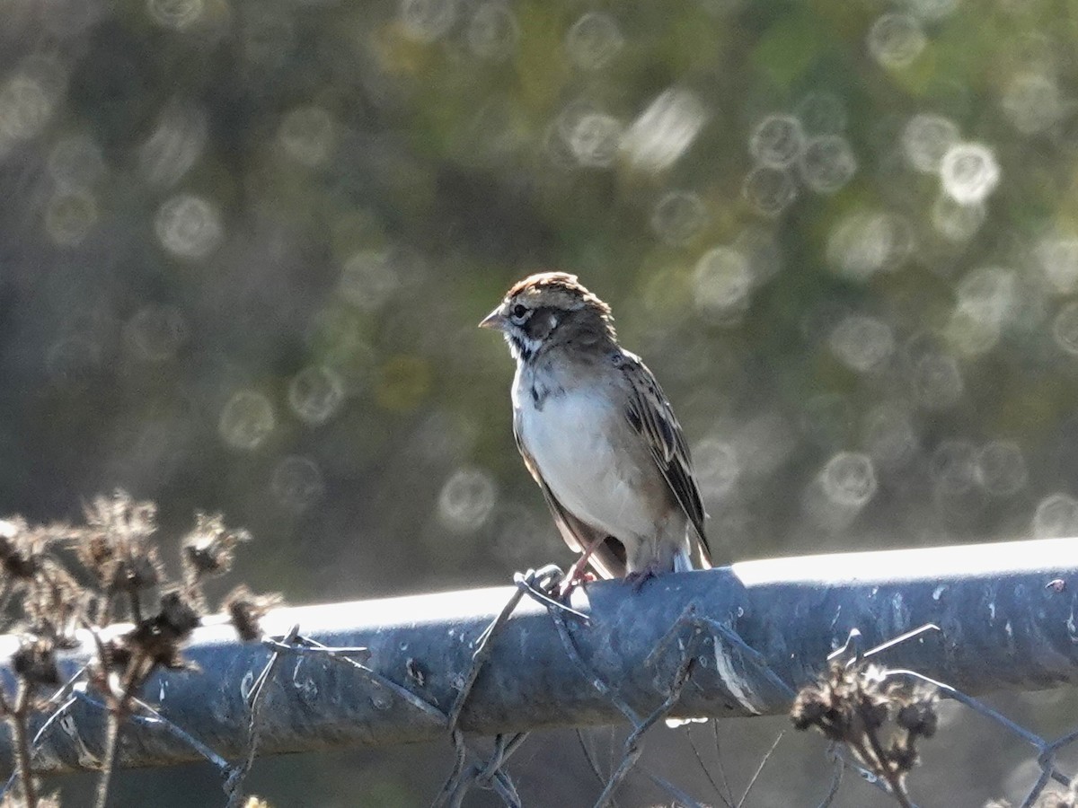 Lark Sparrow - ML642363392