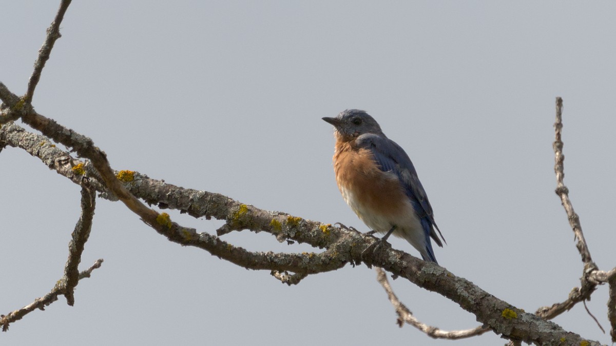 Eastern Bluebird - ML642363393