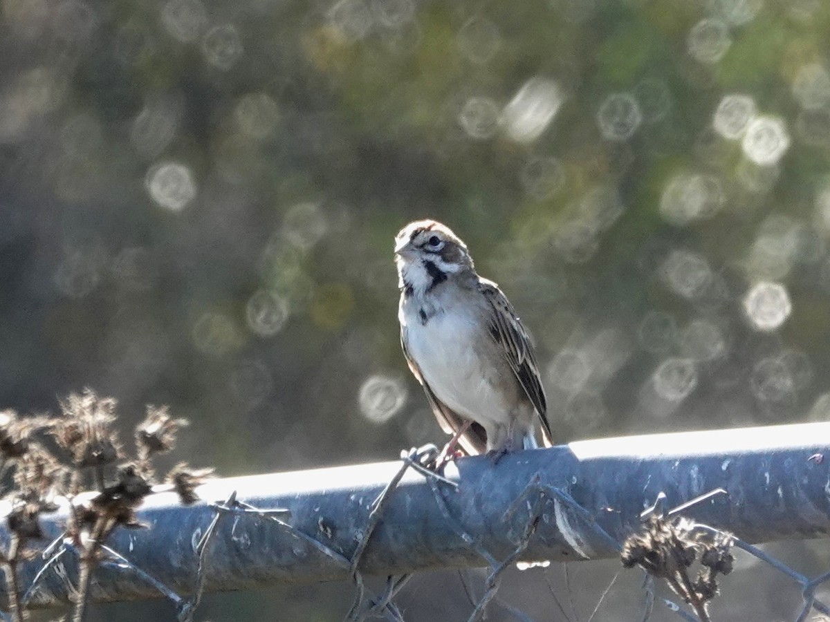 Lark Sparrow - ML642363394