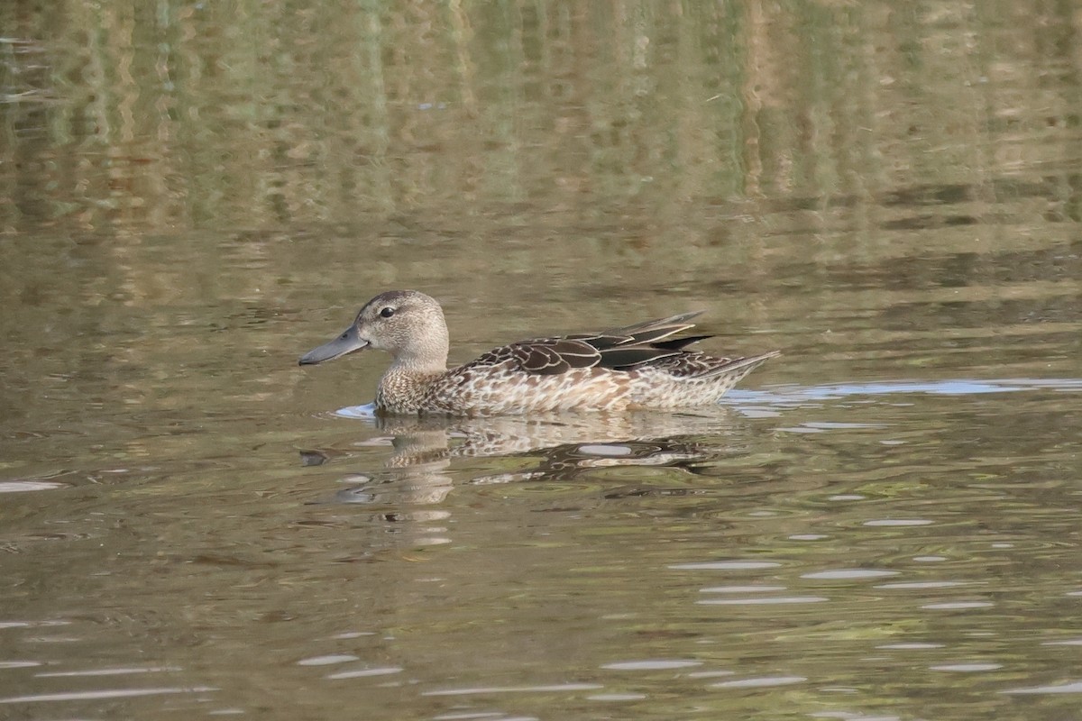 Blue-winged Teal - ML642363396