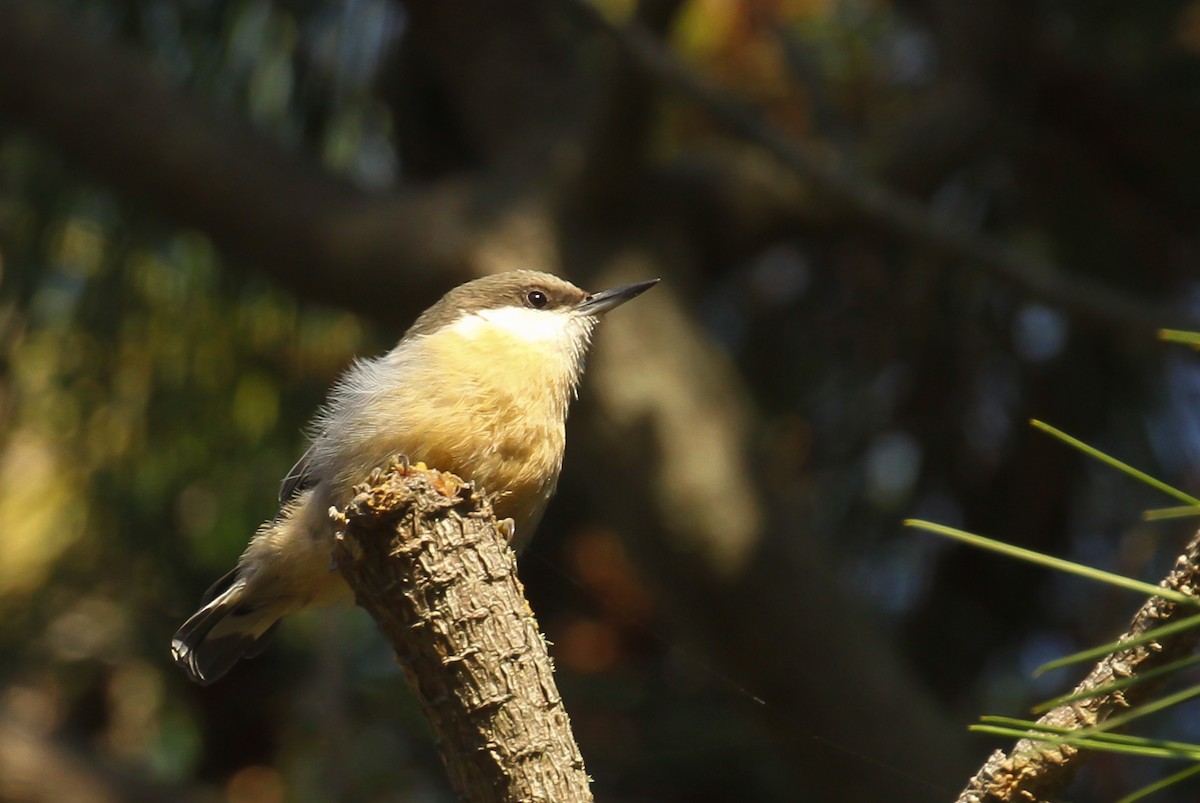 Pygmy Nuthatch - ML642363397
