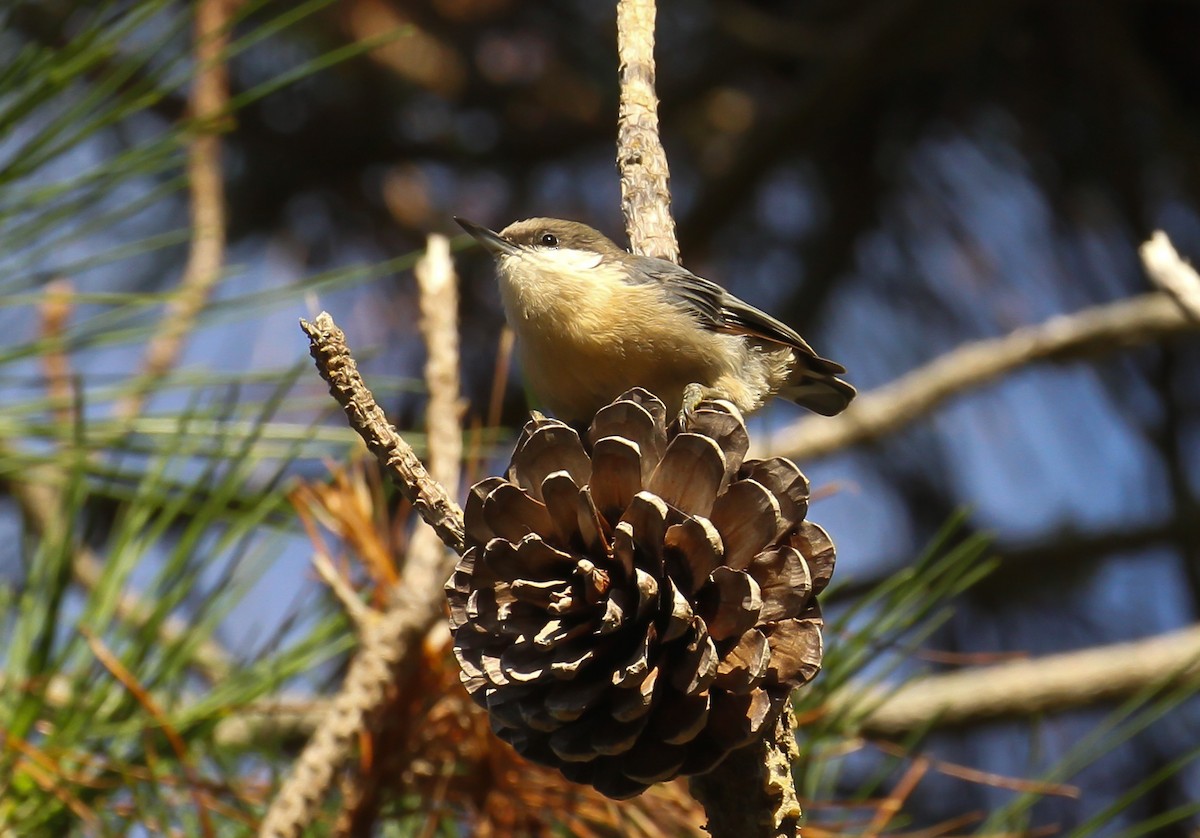 Pygmy Nuthatch - ML642363398