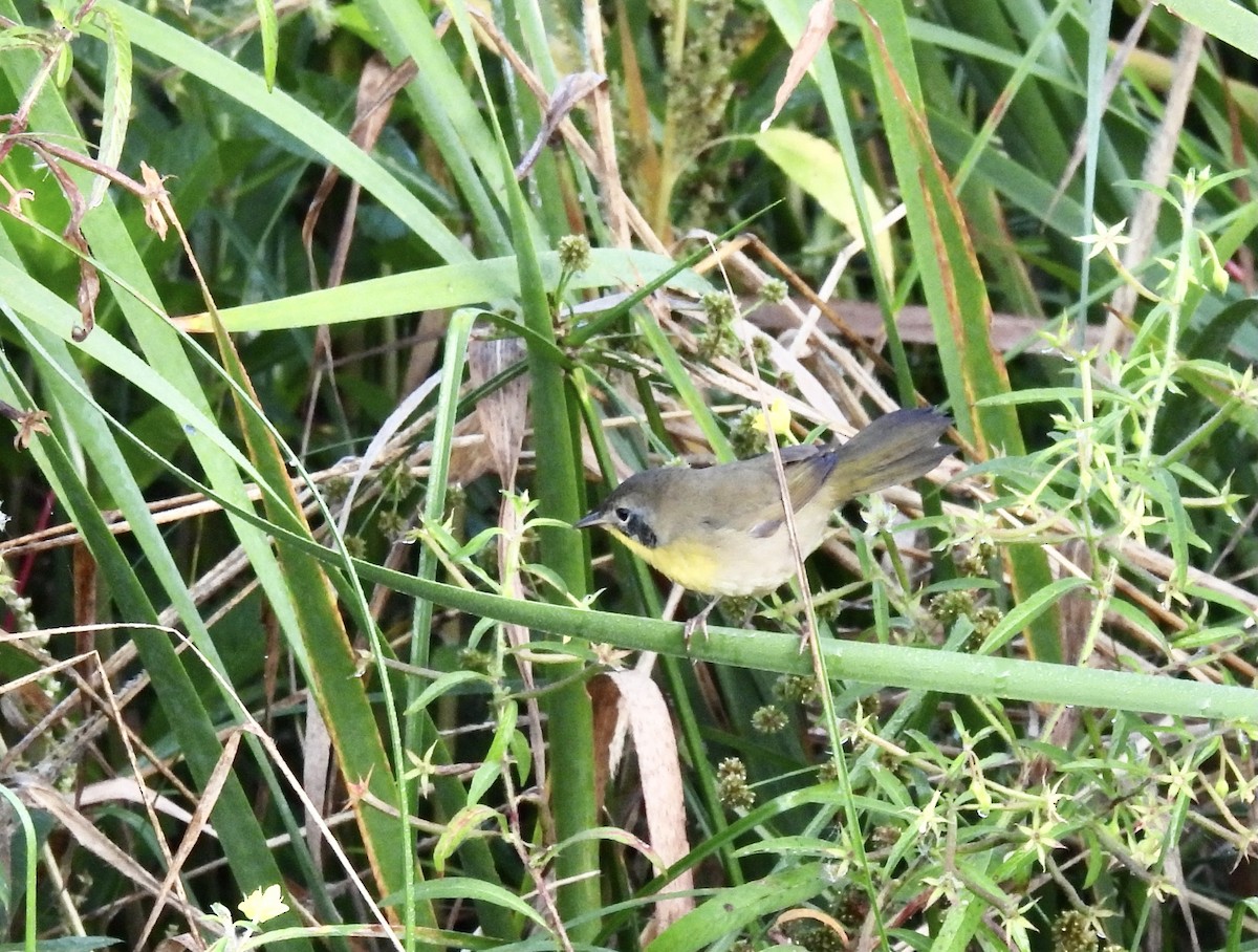 Common Yellowthroat - ML642363399