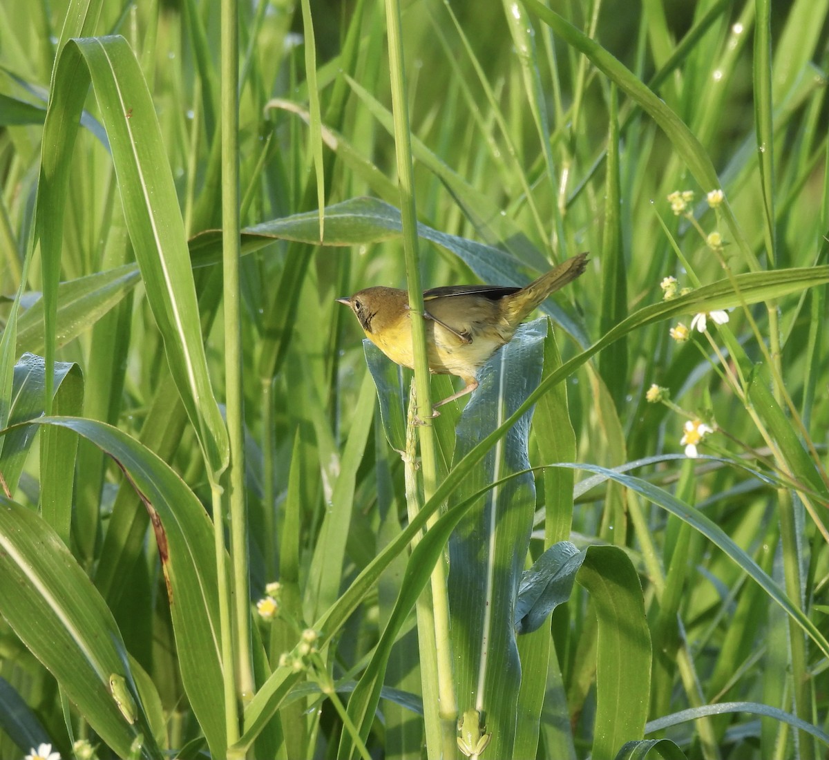 Common Yellowthroat - ML642363400
