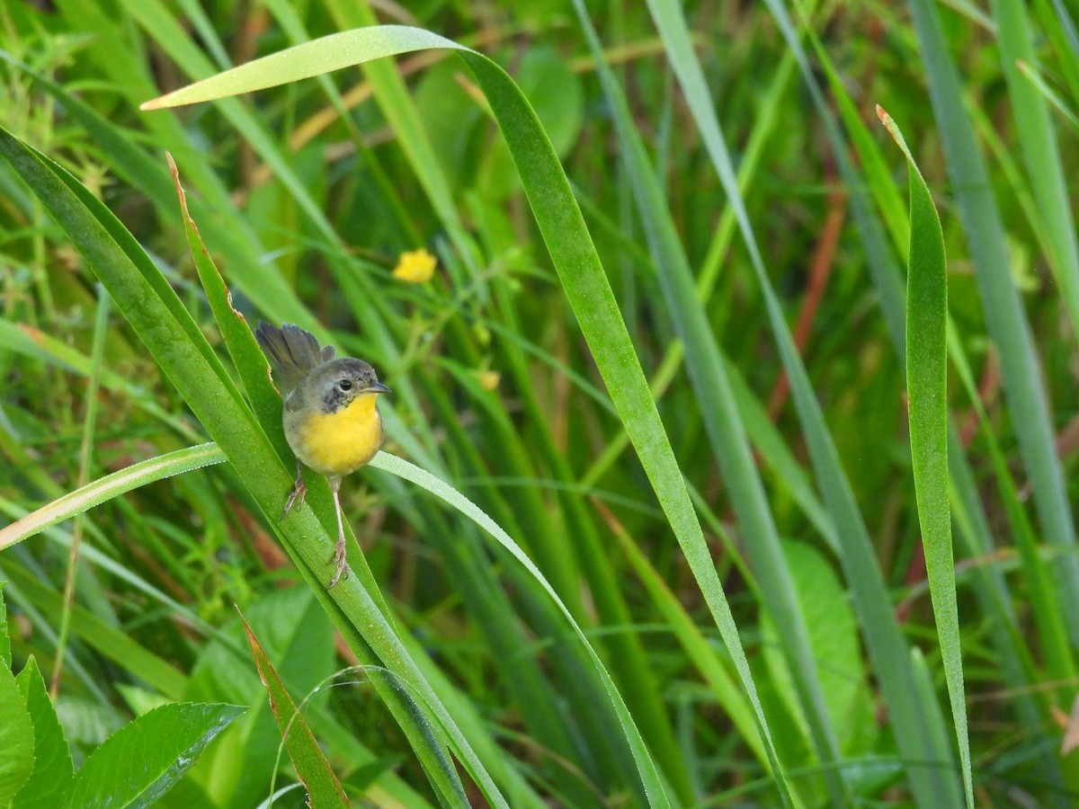 Common Yellowthroat - ML642363401