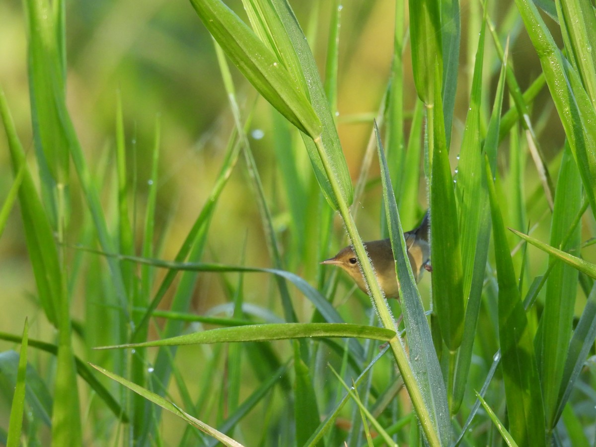 Common Yellowthroat - ML642363402