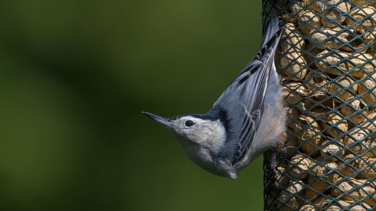 White-breasted Nuthatch - ML642363403