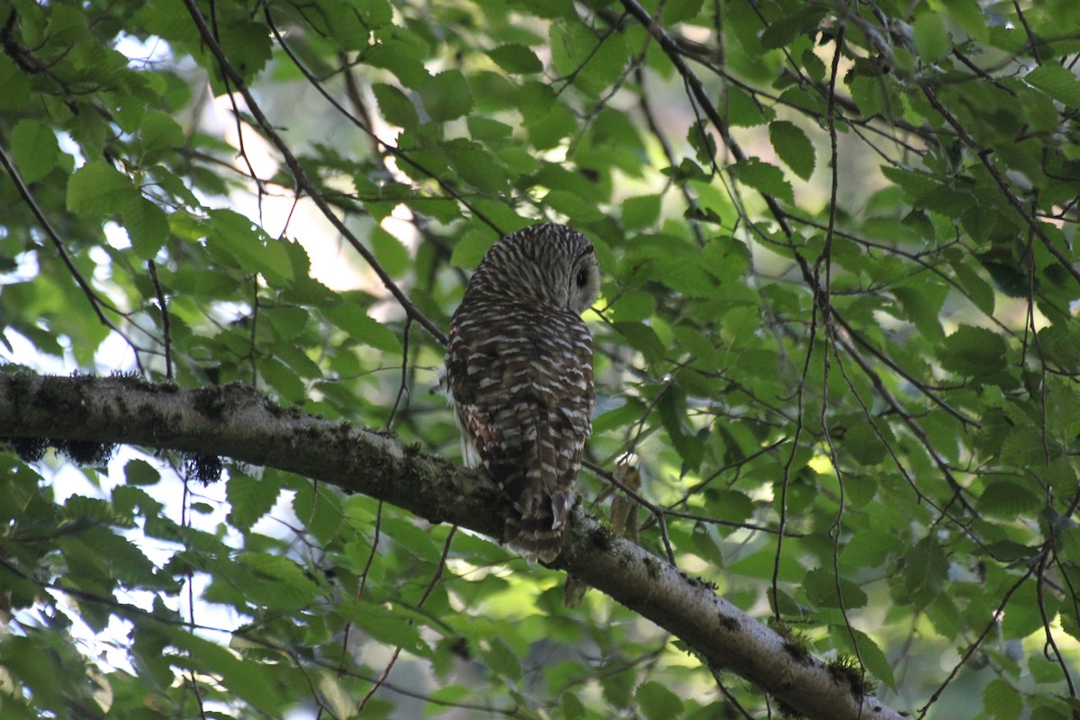 Barred Owl - ML642363404