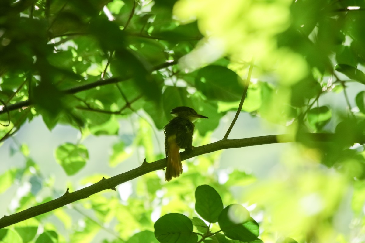 Tropical Royal Flycatcher - ML642363407
