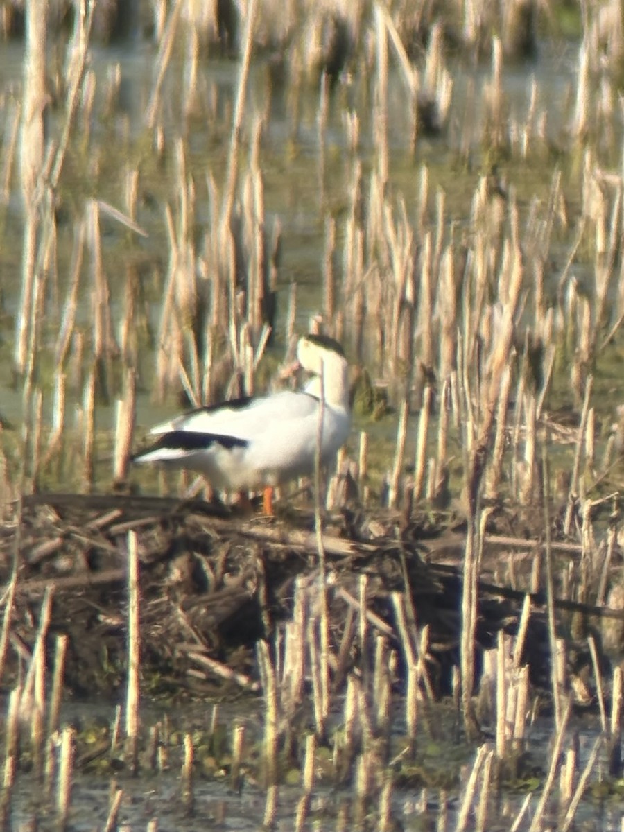 Mallard (Domestic type) - ML642363409