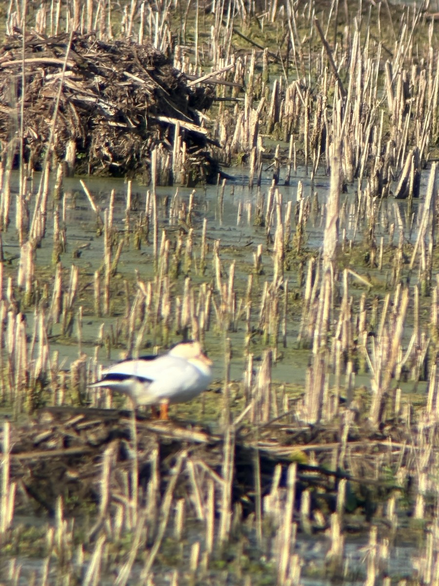 Mallard (Domestic type) - ML642363410