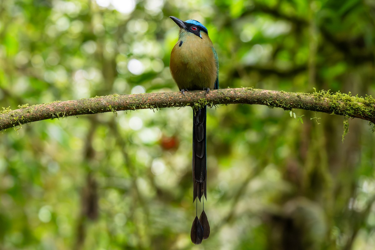 Hochlandmotmot - ML642363416