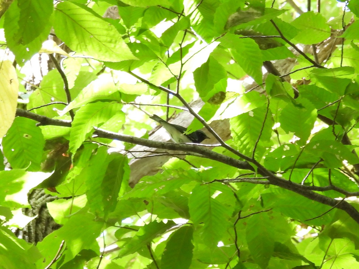 Blaurücken-Waldsänger - ML642363436