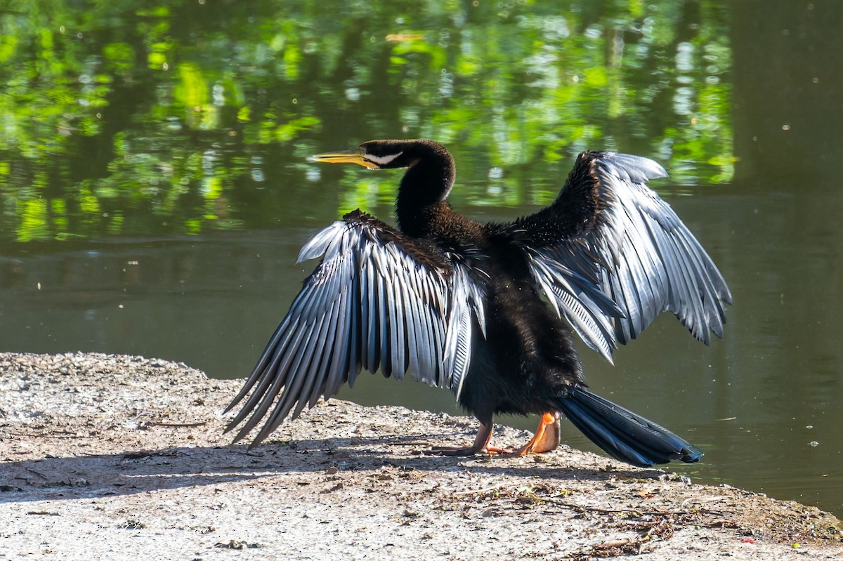 Austral-Schlangenhalsvogel - ML642363439