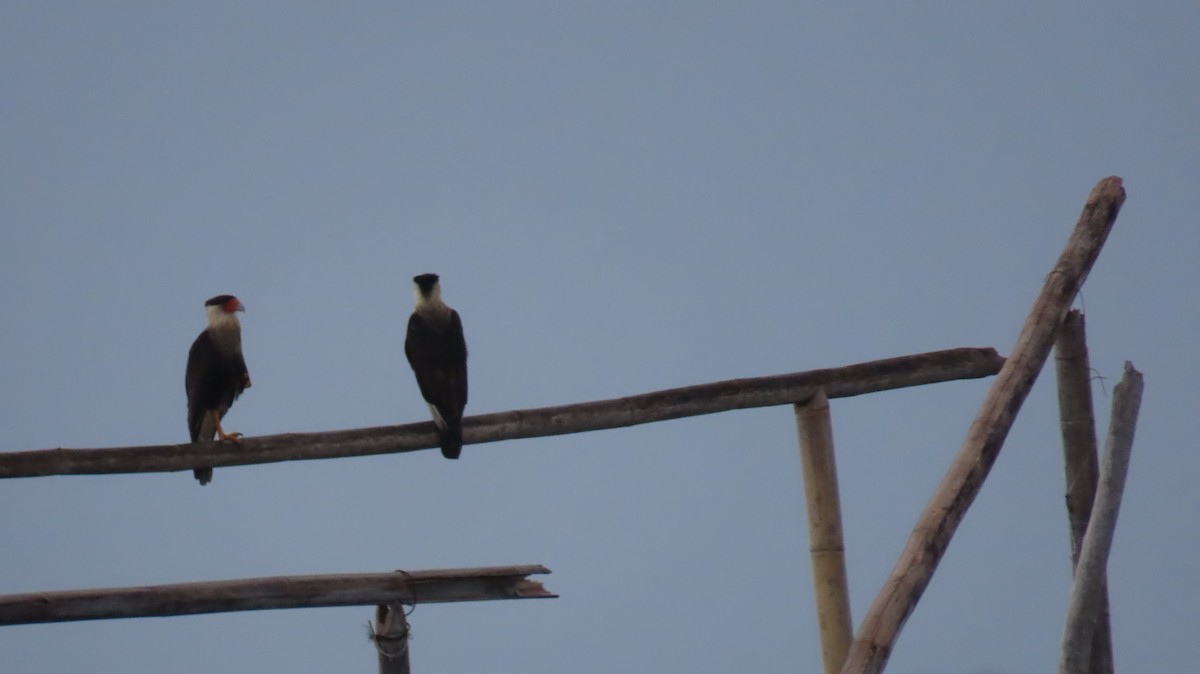 Crested Caracara (Northern) - ML642363442