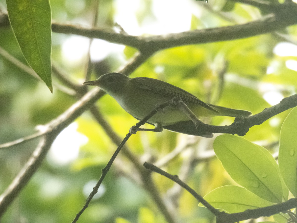 Yellow-green Vireo - ML642363444
