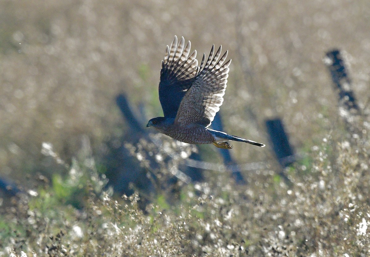 Cooper's Hawk - ML642363446