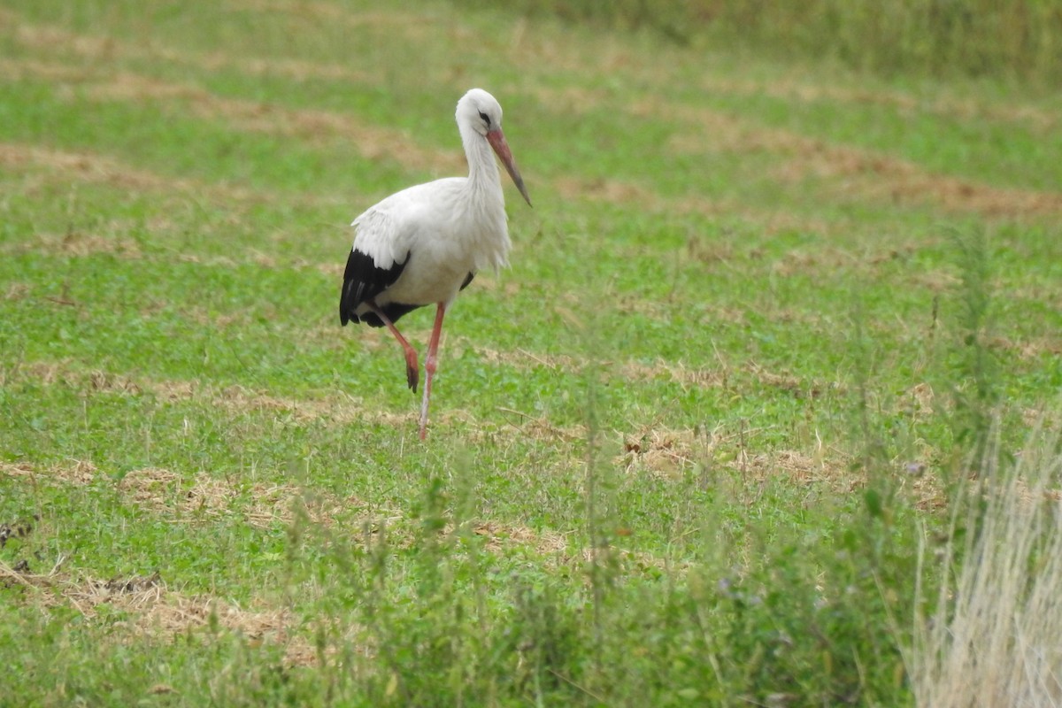 White Stork - ML642363450