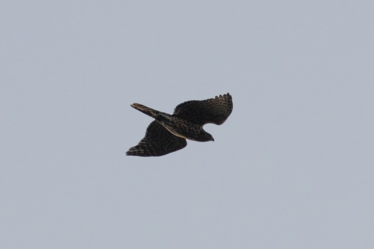 American Goshawk - ML642363456