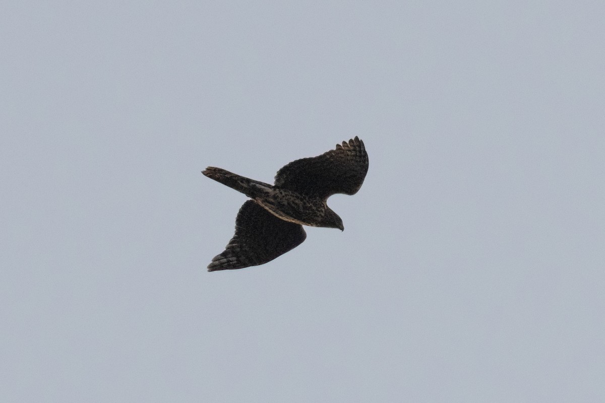 American Goshawk - ML642363457