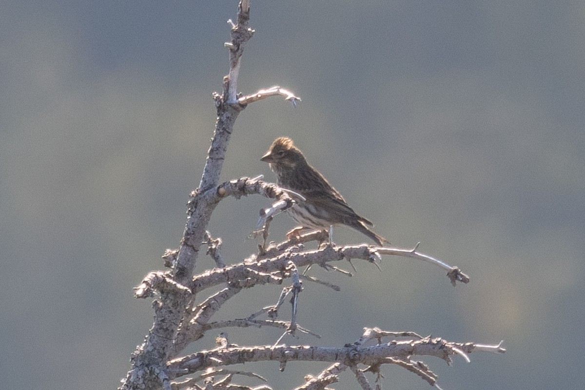 Cassin's Finch - ML642363461