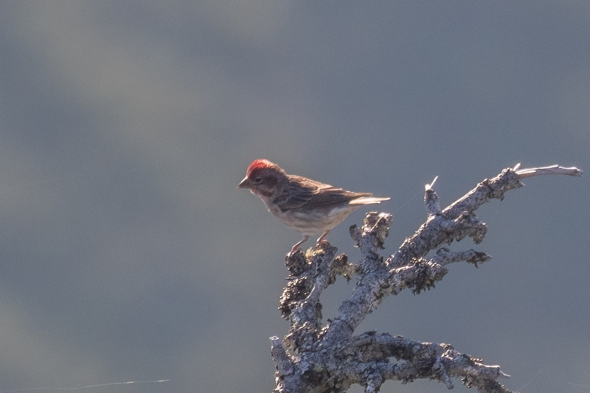 Cassin's Finch - ML642363462