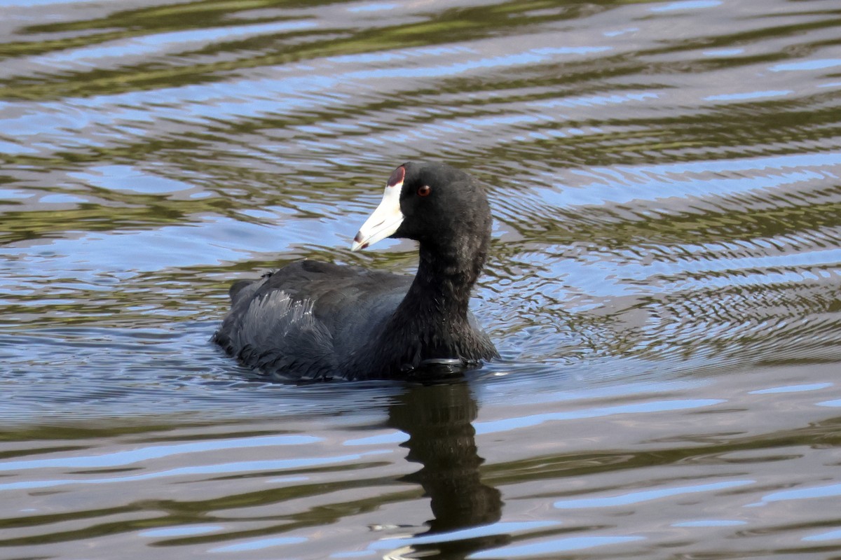 Foulque d'Amérique - ML642363467