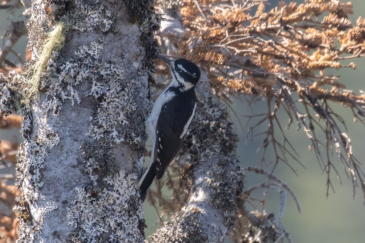Hairy Woodpecker (Rocky Mts.) - ML642363469
