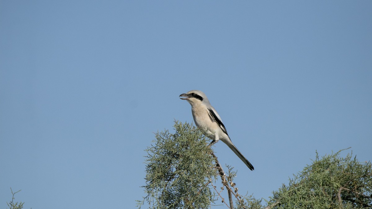varsler - ML642363477