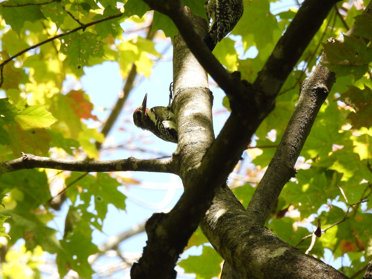 Yellow-bellied Sapsucker - ML642363487
