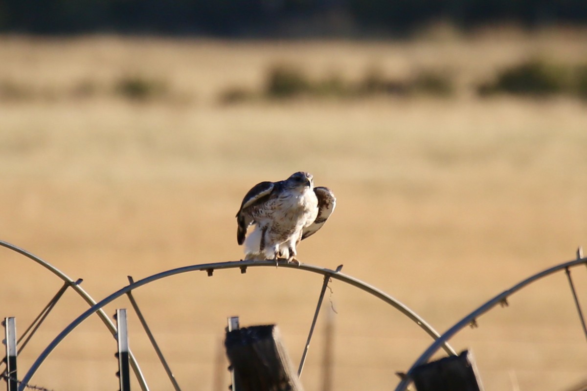 Ferruginous Hawk - ML642363491