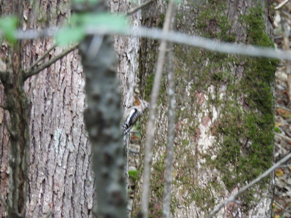 Yellow-bellied Sapsucker - ML642363494
