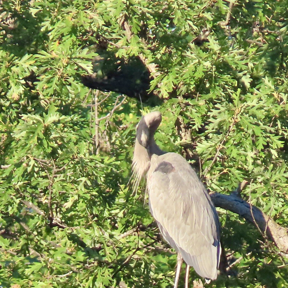 Great Blue Heron - ML642363495