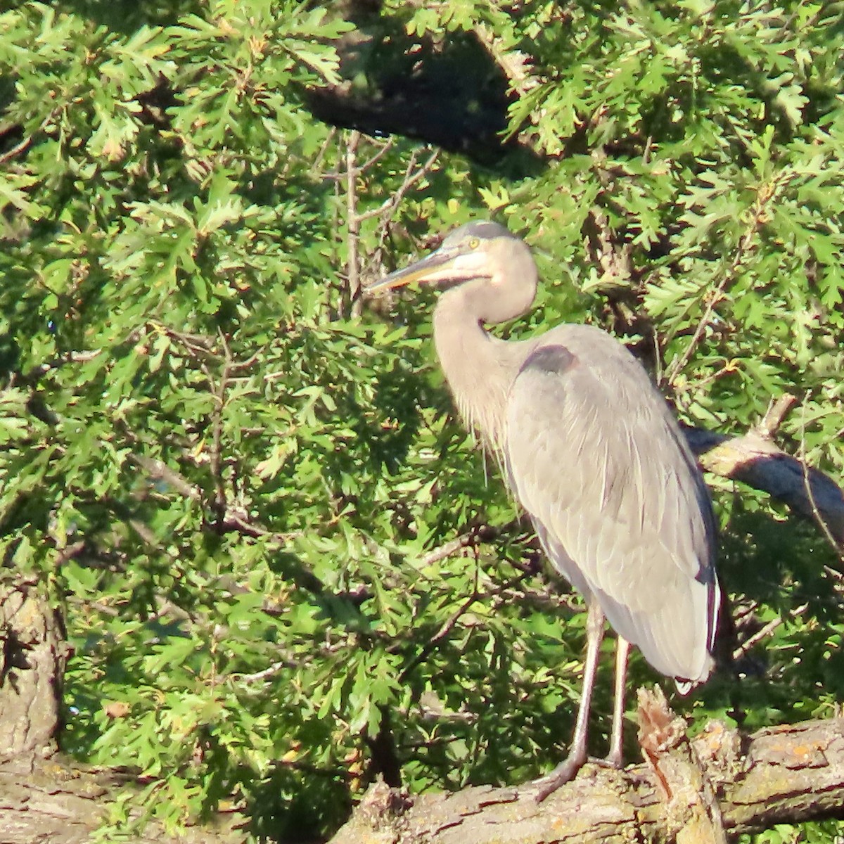 Great Blue Heron - ML642363496