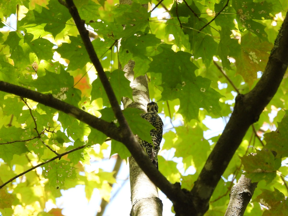 Yellow-bellied Sapsucker - ML642363498
