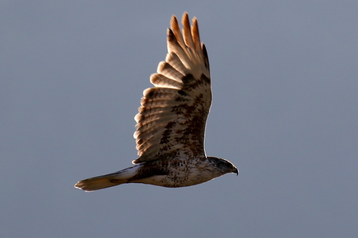 Ferruginous Hawk - ML642363500