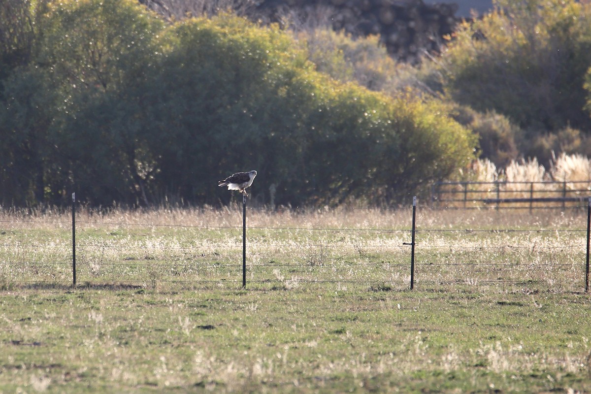 Ferruginous Hawk - ML642363506