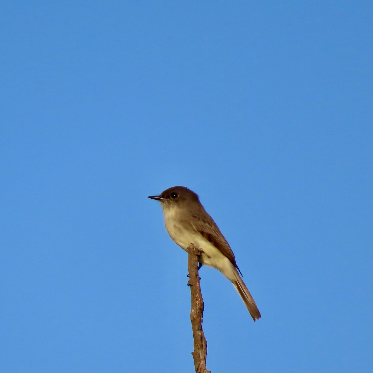 Eastern Phoebe - ML642363513