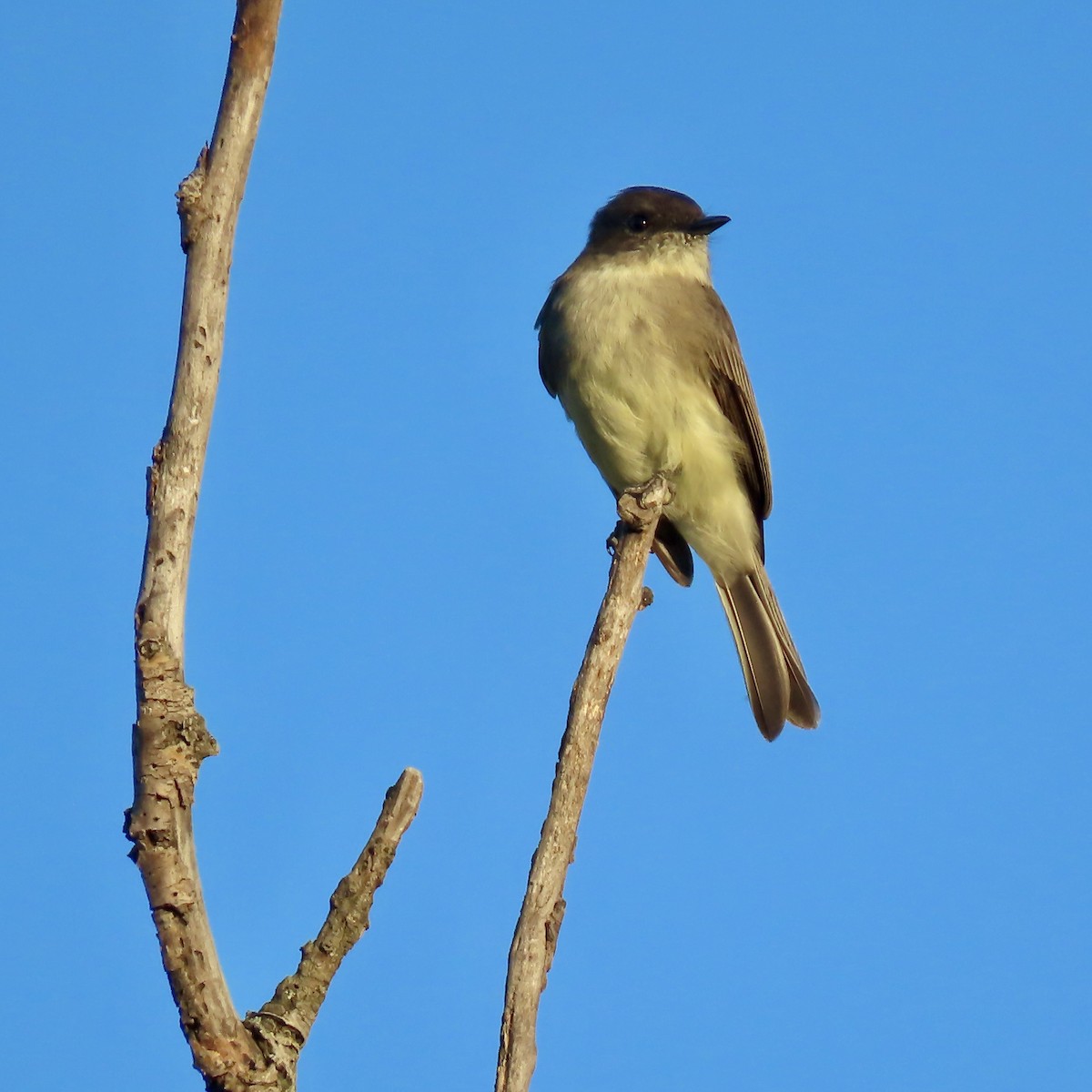 Eastern Phoebe - ML642363514