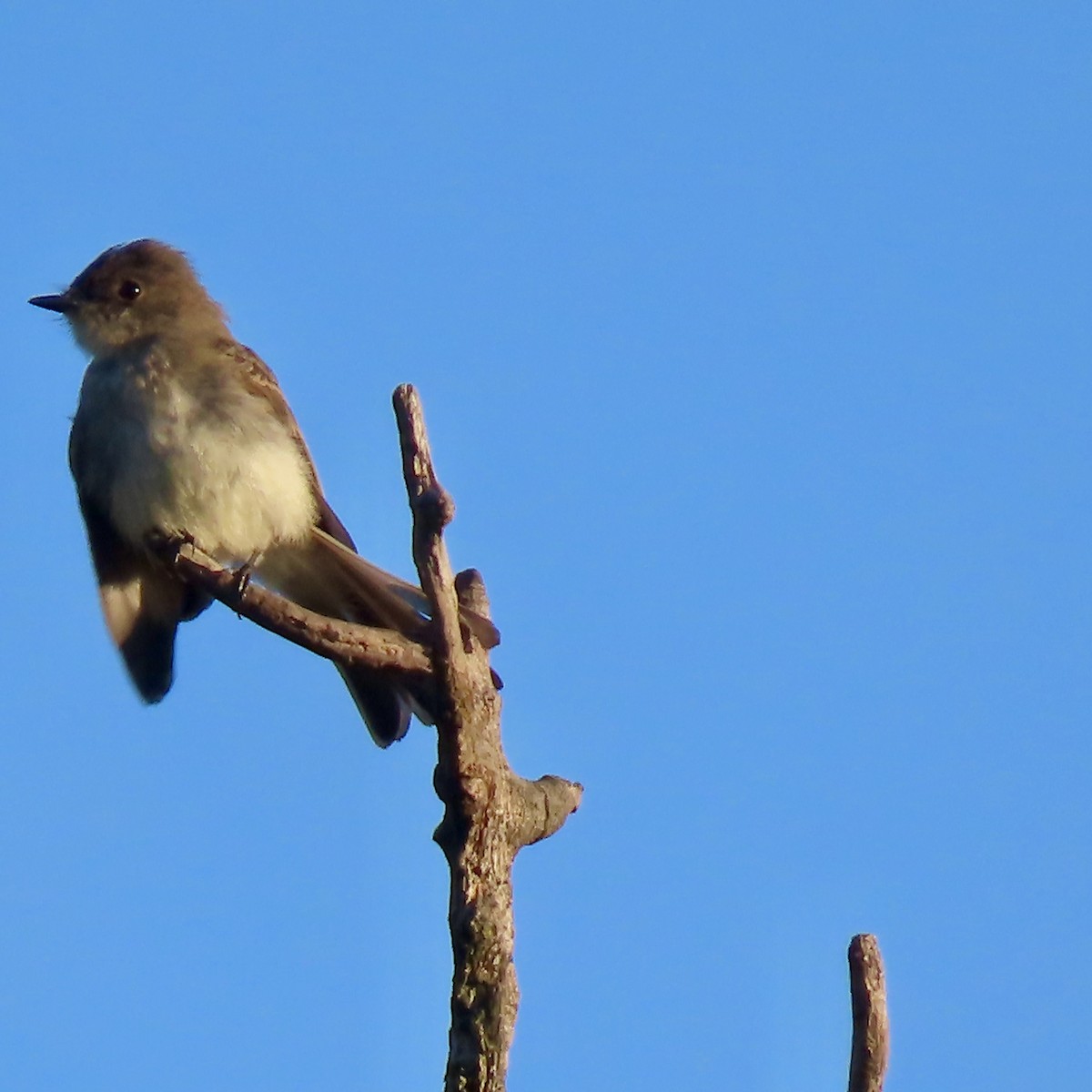Eastern Phoebe - ML642363515