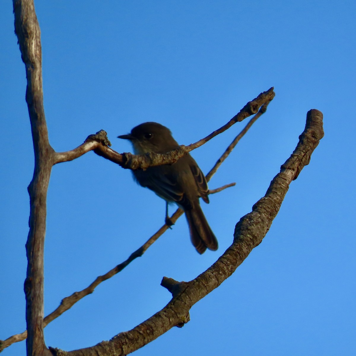 Eastern Phoebe - ML642363516