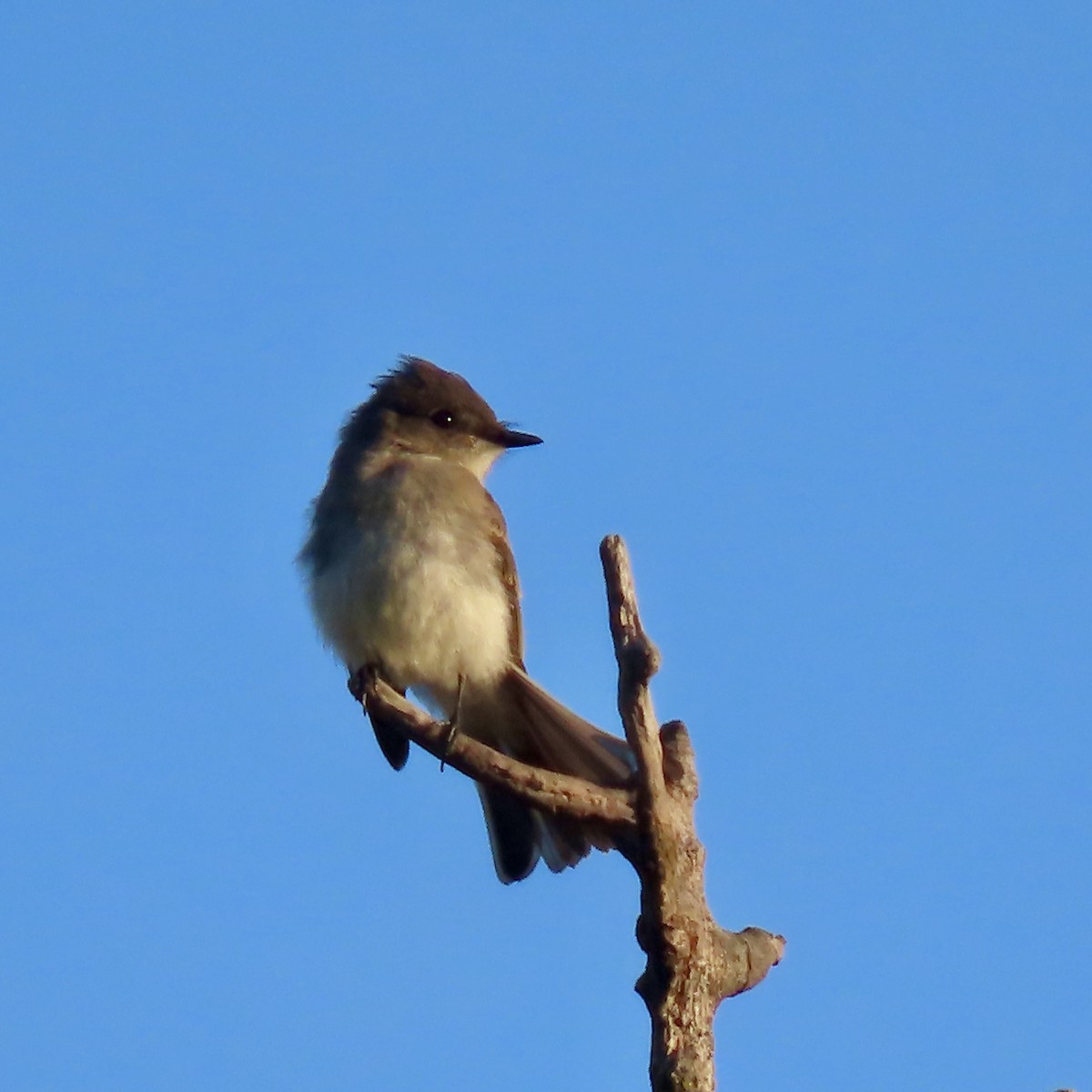 Eastern Phoebe - ML642363517