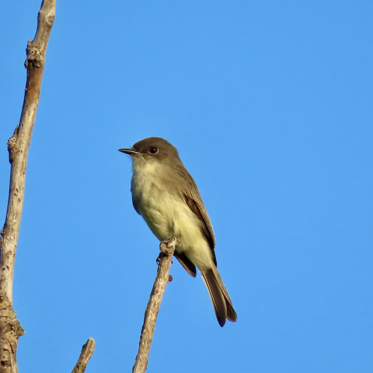 Eastern Phoebe - ML642363518