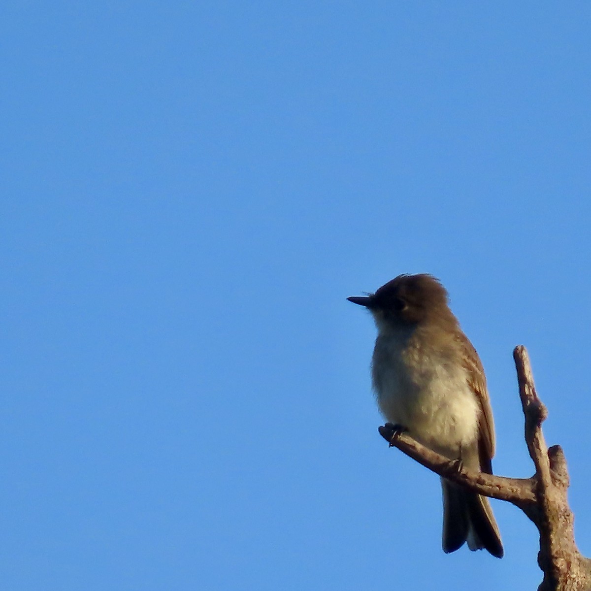 Eastern Phoebe - ML642363519