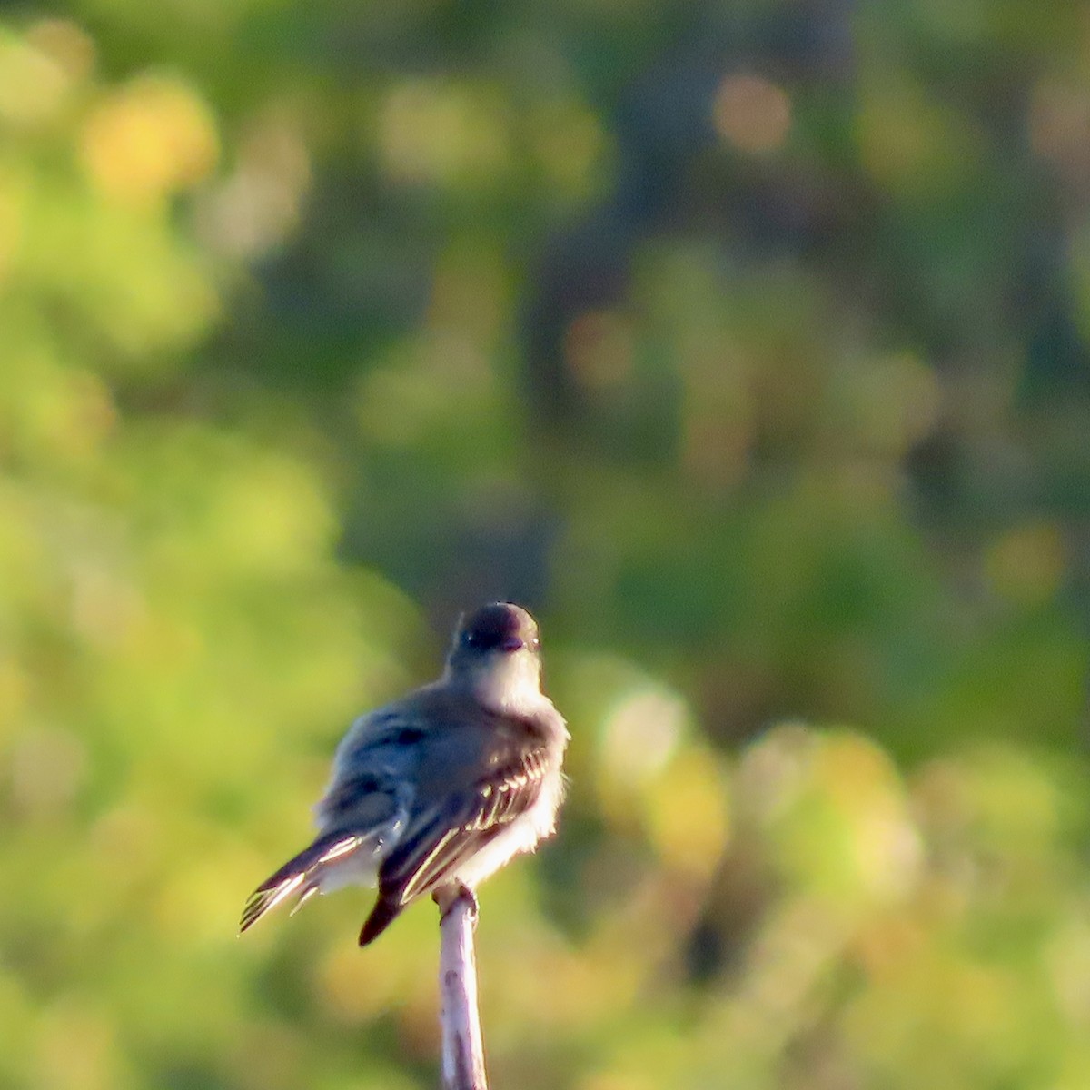 Eastern Phoebe - ML642363520